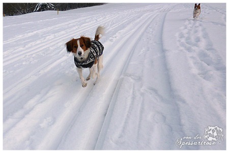 Kooikerhondje von der Spessartrose