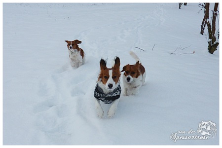 Kooikerhondje von der Spessartrose