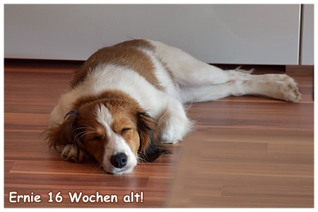 Kooikerhondje von der Spessartrose