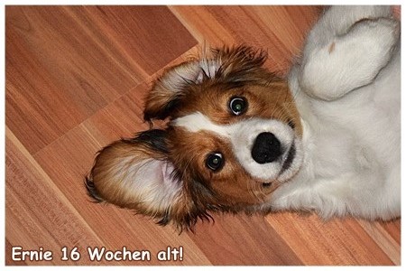 Kooikerhondje von der Spessartrose