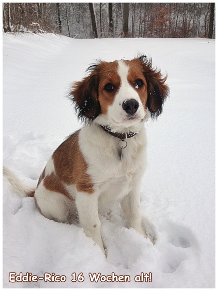 Kooikerhondje von der Spessartrose