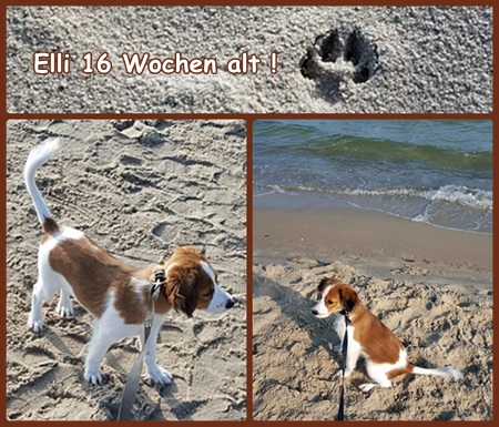 Kooikerhondje von der Spessartrose