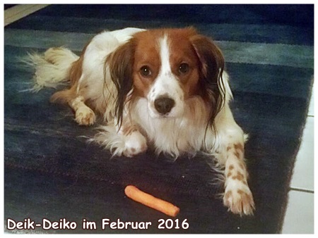 Kooikerhondje von der Spessartrose