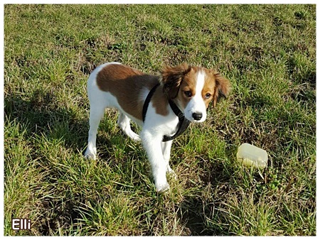 Kooikerhondje von der Spessartrose