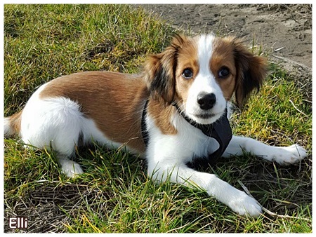 Kooikerhondje von der Spessartrose