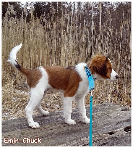 Kooikerhondje von der Spessartrose