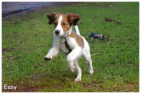 Kooikerhondje von der Spessartrose