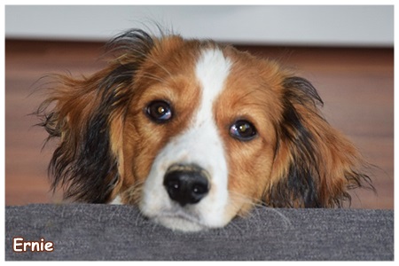 Kooikerhondje von der Spessartrose