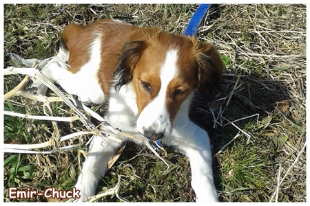 Kooikerhondje von der Spessartrose