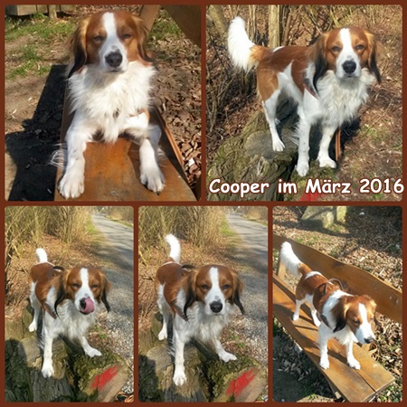 Kooikerhondje von der Spessartrose