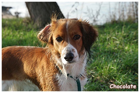 Kooikerhondje von der Spessartrose