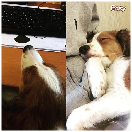 Kooikerhondje von der Spessartrose