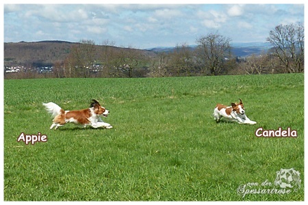 Kooikerhondje von der Spessartrose