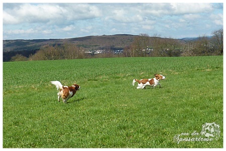 Kooikerhondje von der Spessartrose