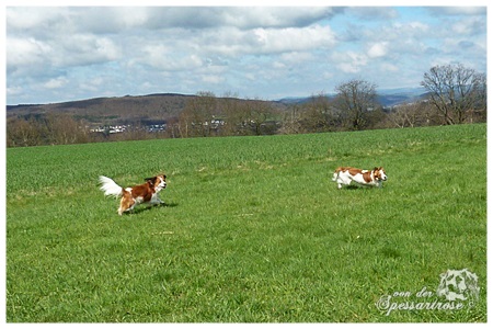 Kooikerhondje von der Spessartrose