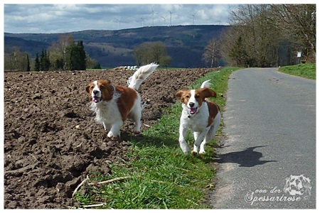 Kooikerhondje von der Spessartrose