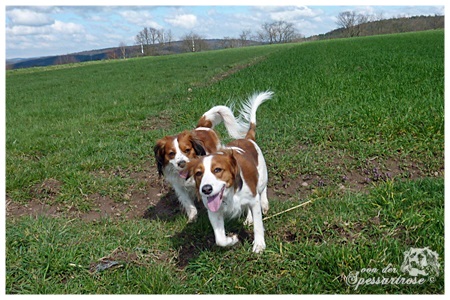 Kooikerhondje von der Spessartrose