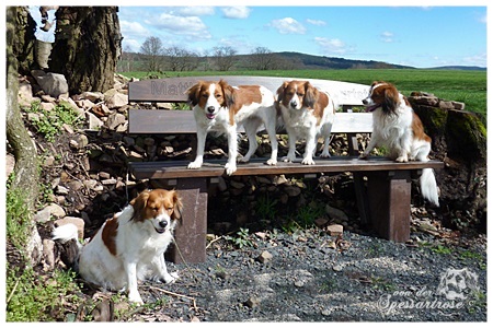 Kooikerhondje von der Spessartrose