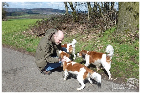 Kooikerhondje von der Spessartrose