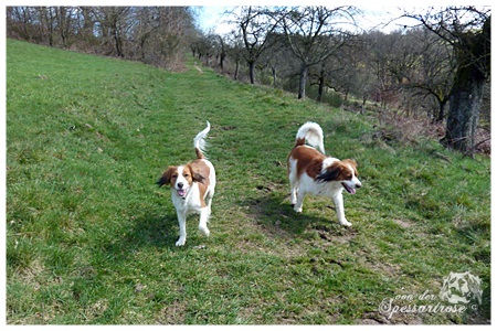 Kooikerhondje von der Spessartrose