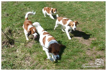 Kooikerhondje von der Spessartrose