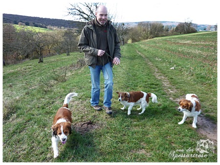 Kooikerhondje von der Spessartrose