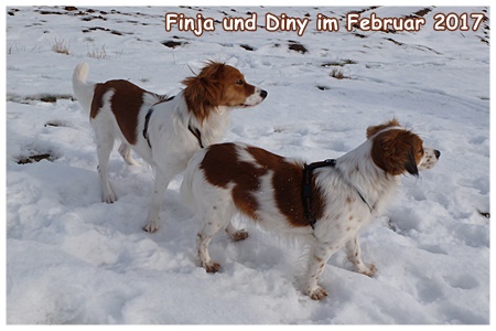 Kooikerhondje von der Spessartrose