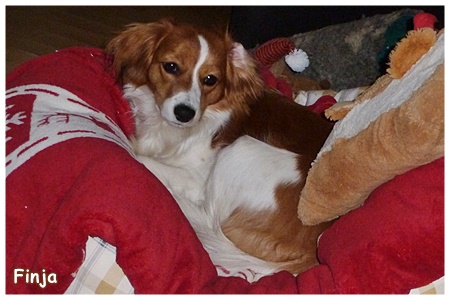 Kooikerhondje von der Spessartrose