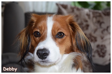 Kooikerhondje von der Spessartrose