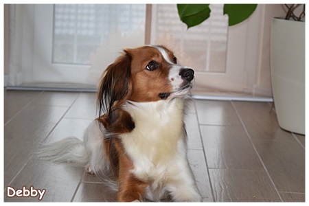 Kooikerhondje von der Spessartrose