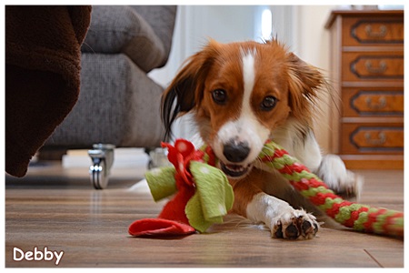 Kooikerhondje von der Spessartrose