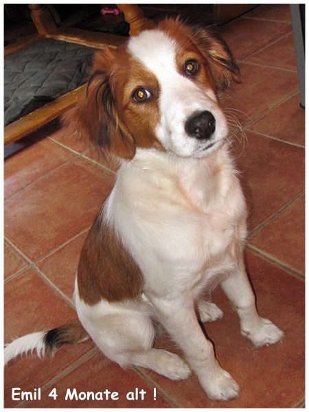 Kooikerhondje von der Spessartrose