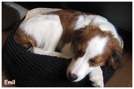 Kooikerhondje von der Spessartrose