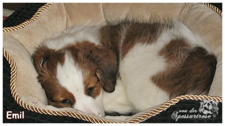 Kooikerhondje von Spessartrose