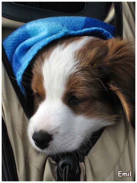 Kooikerhondje von Spessartrose