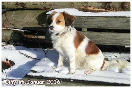 Kooikerhondje von Spessartrose