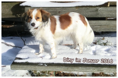 Kooikerhondje von Spessartrose