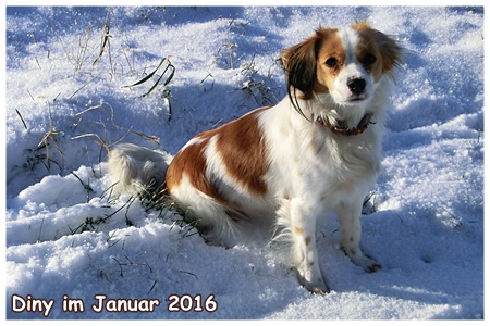 Kooikerhondje von Spessartrose