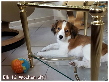 Kooikerhondje von der Spessartrose