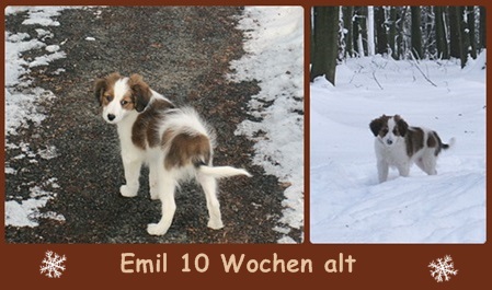 Kooikerhondje von der Spessartrose