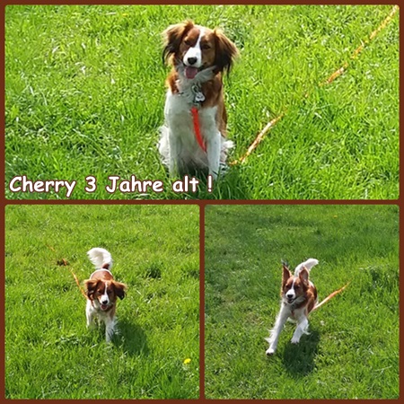 Kooikerhondje von der Spessartrose