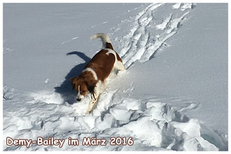 Kooikerhondje von der Spessartrose