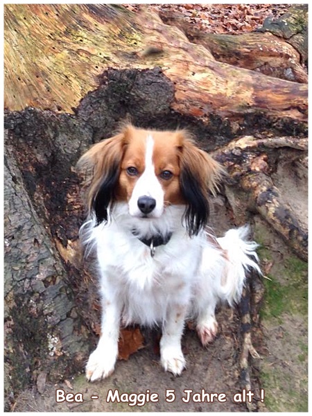 Kooikerhondje von der Spessartrose