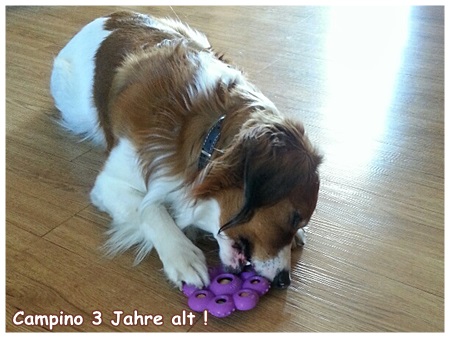 Kooikerhondje von der Spessartrose