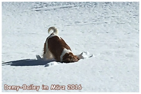 Kooikerhondje von der Spessartrose