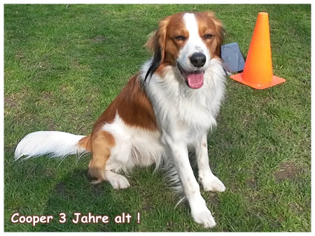 Kooikerhondje von der Spessartrose