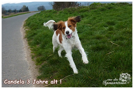 Kooikerhondje von der Spessartrose