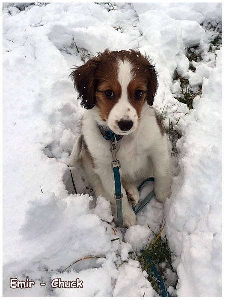 Kooikerhondje von der Spessartrose