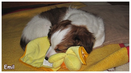 Kooikerhondje von der Spessartrose