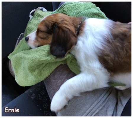 Kooikerhondje von der Spessartrose